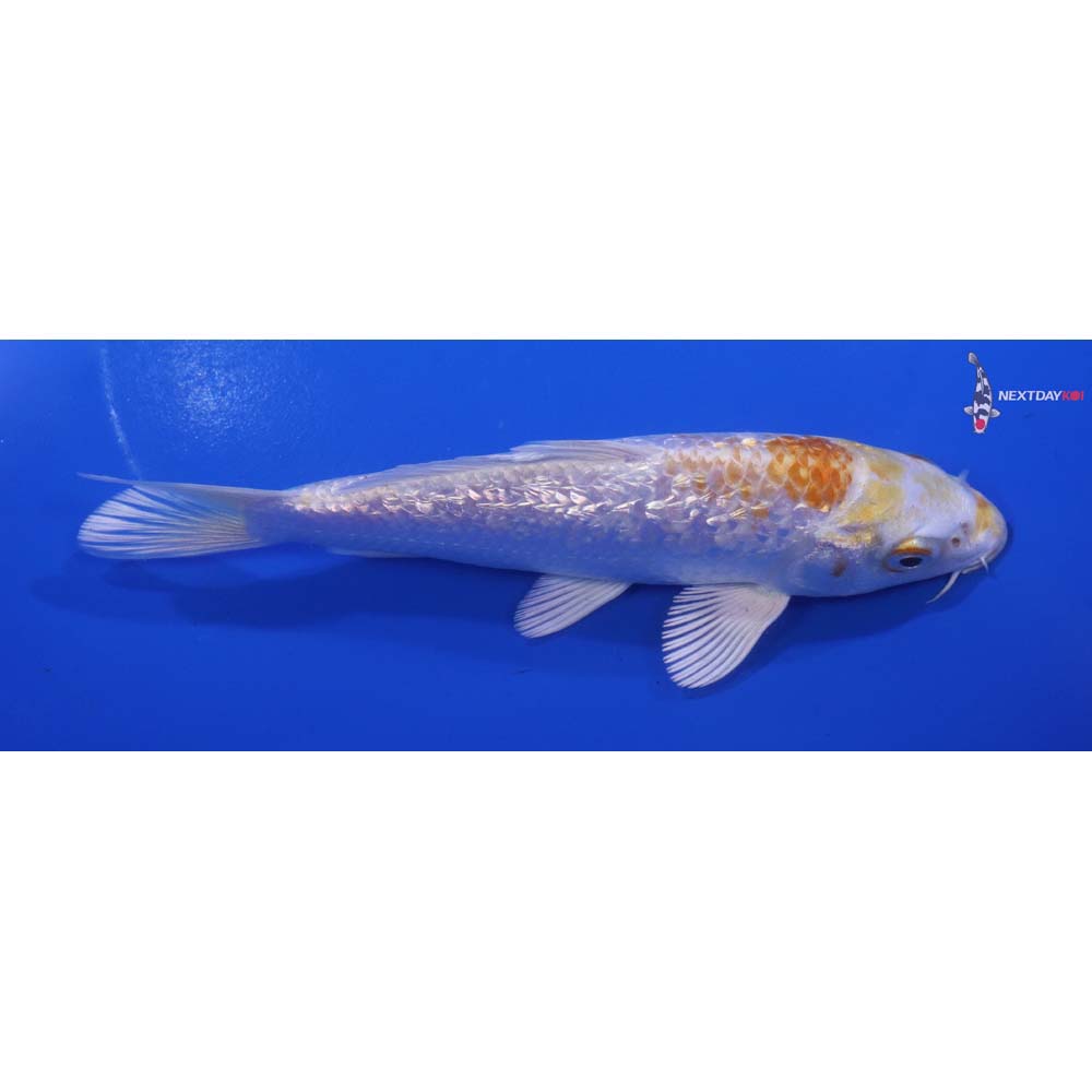 6” Imported Gin Rin Lemon Hariwake