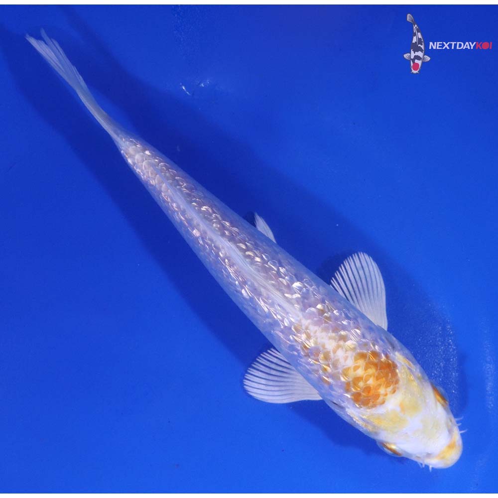 6” Imported Gin Rin Lemon Hariwake