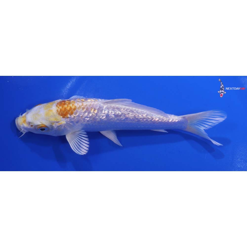 6” Imported Gin Rin Lemon Hariwake