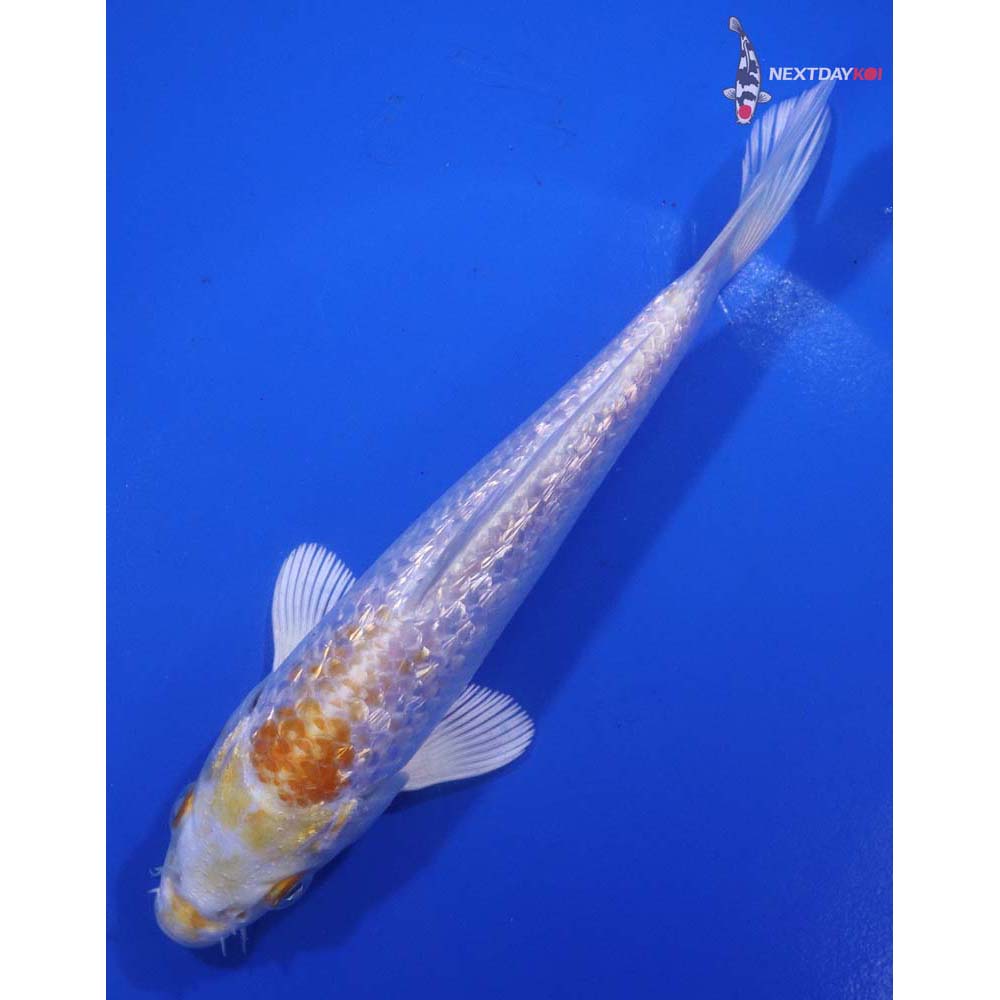 6” Imported Gin Rin Lemon Hariwake