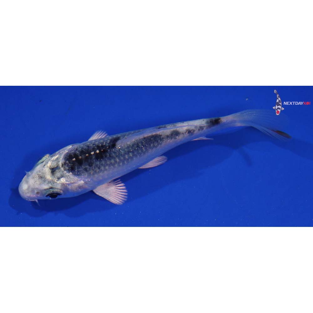 3.5” Imported Gin Matsuba