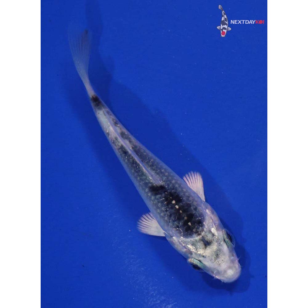 3.5” Imported Gin Matsuba