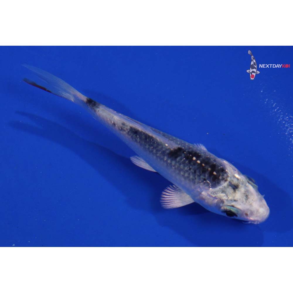 3.5” Imported Gin Matsuba