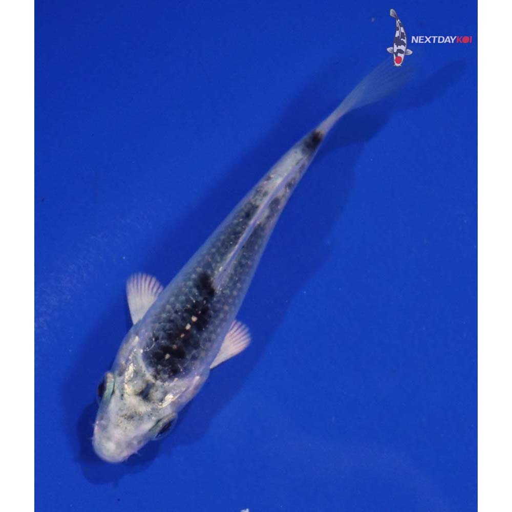 3.5” Imported Gin Matsuba