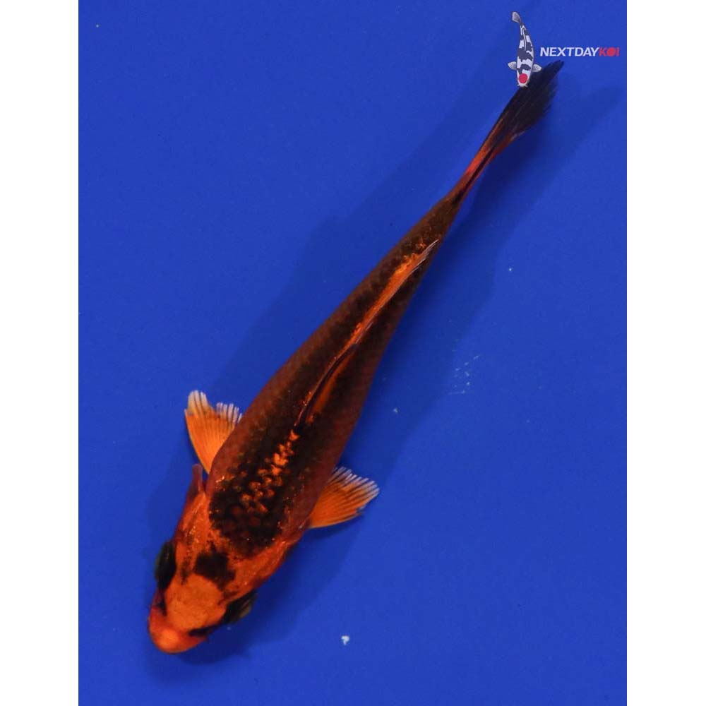 4” Imported Orenji Matsuba