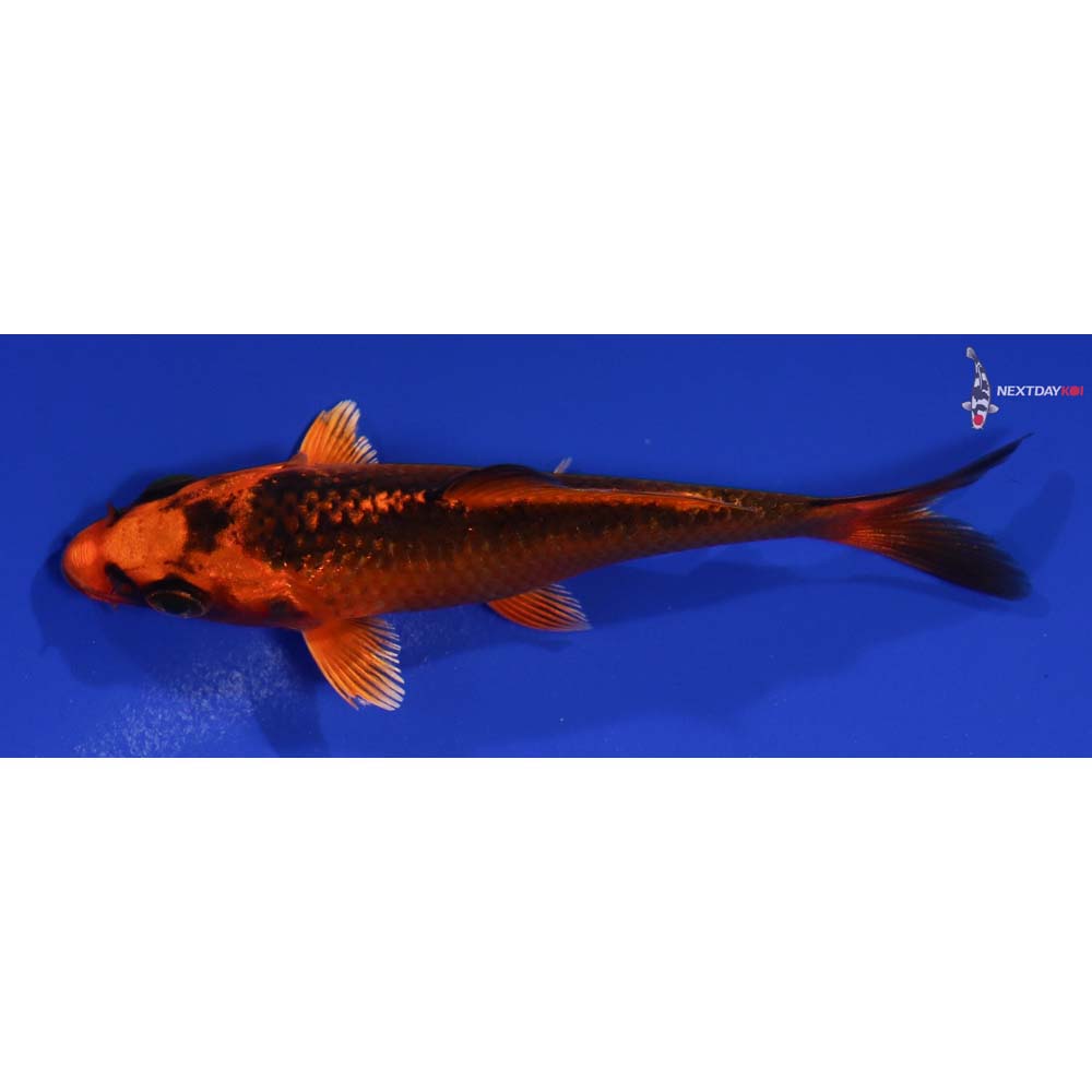4” Imported Orenji Matsuba