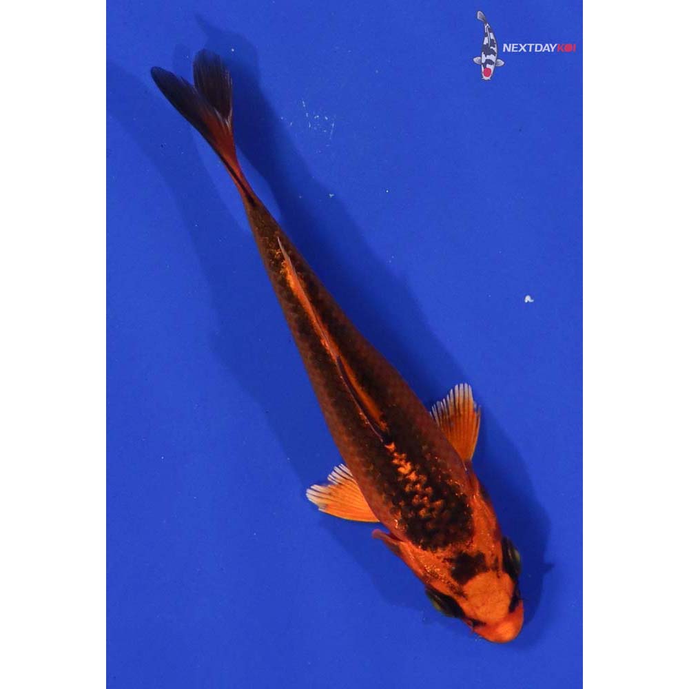 4” Imported Orenji Matsuba