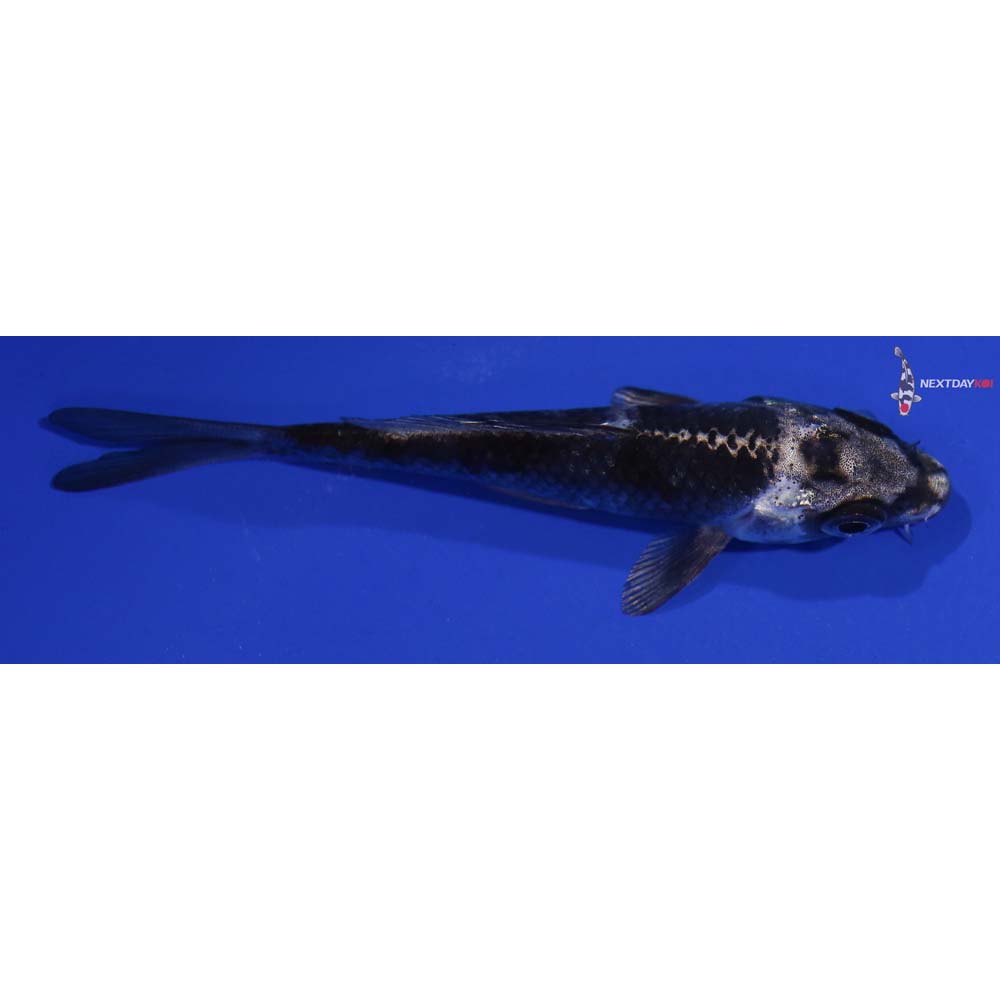 4” Imported Gin Matsuba