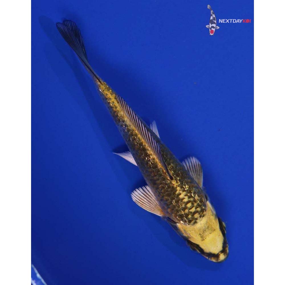 4” Imported Gin Rin Kujaku