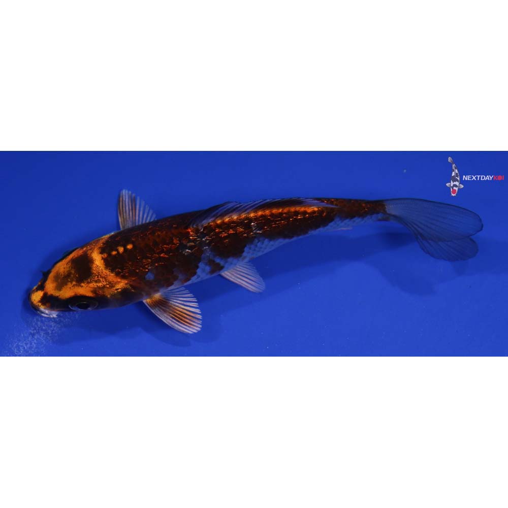 4.5” Imported Gin Rin Kujaku