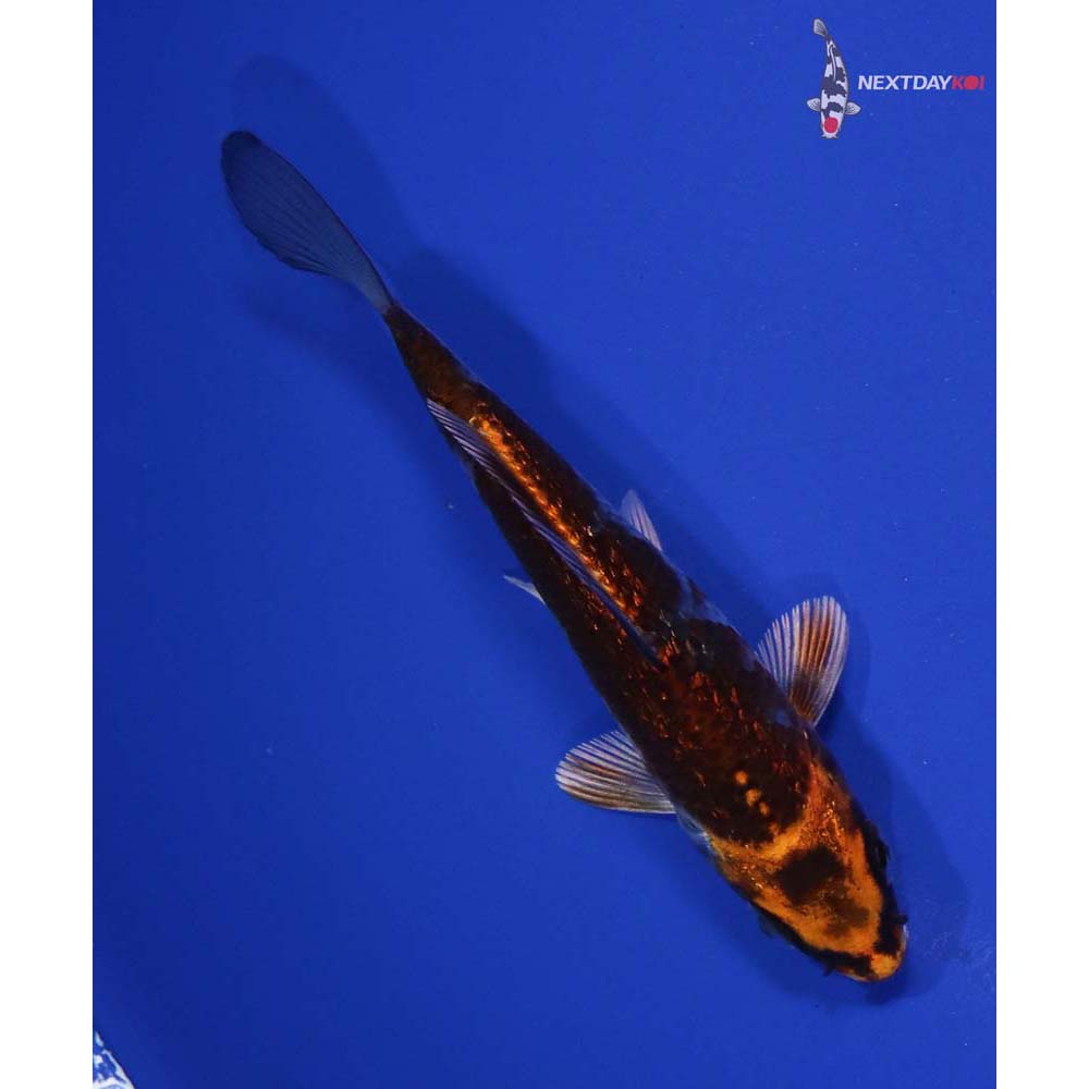 4.5” Imported Gin Rin Kujaku