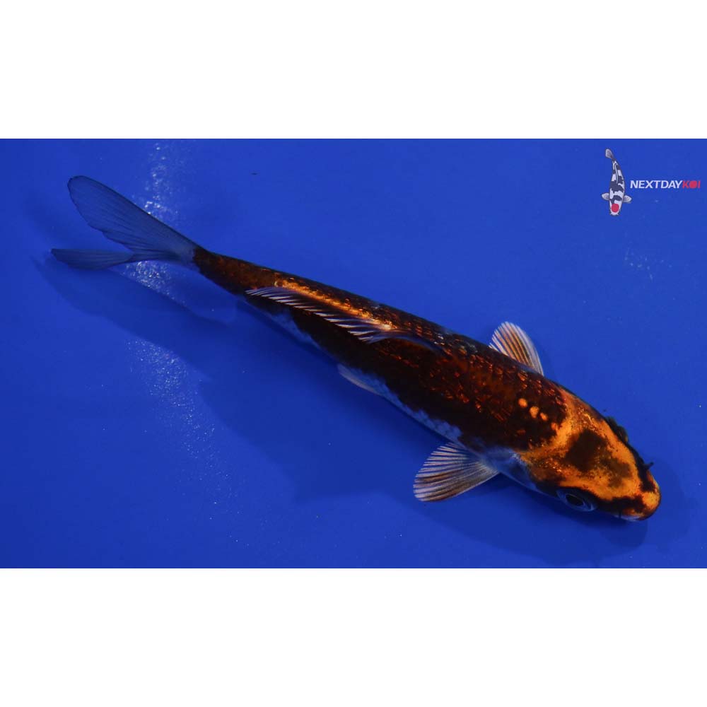 4.5” Imported Gin Rin Kujaku