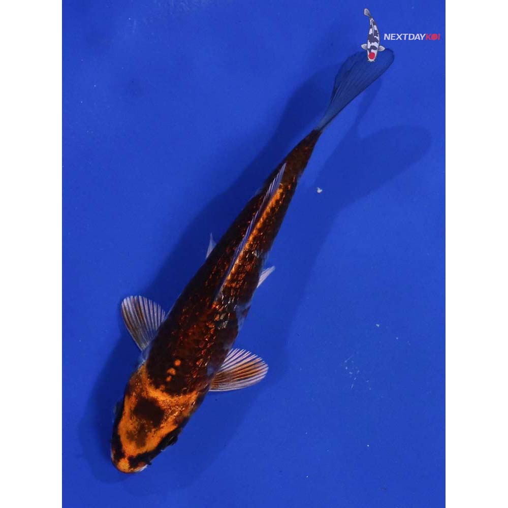 4.5” Imported Gin Rin Kujaku