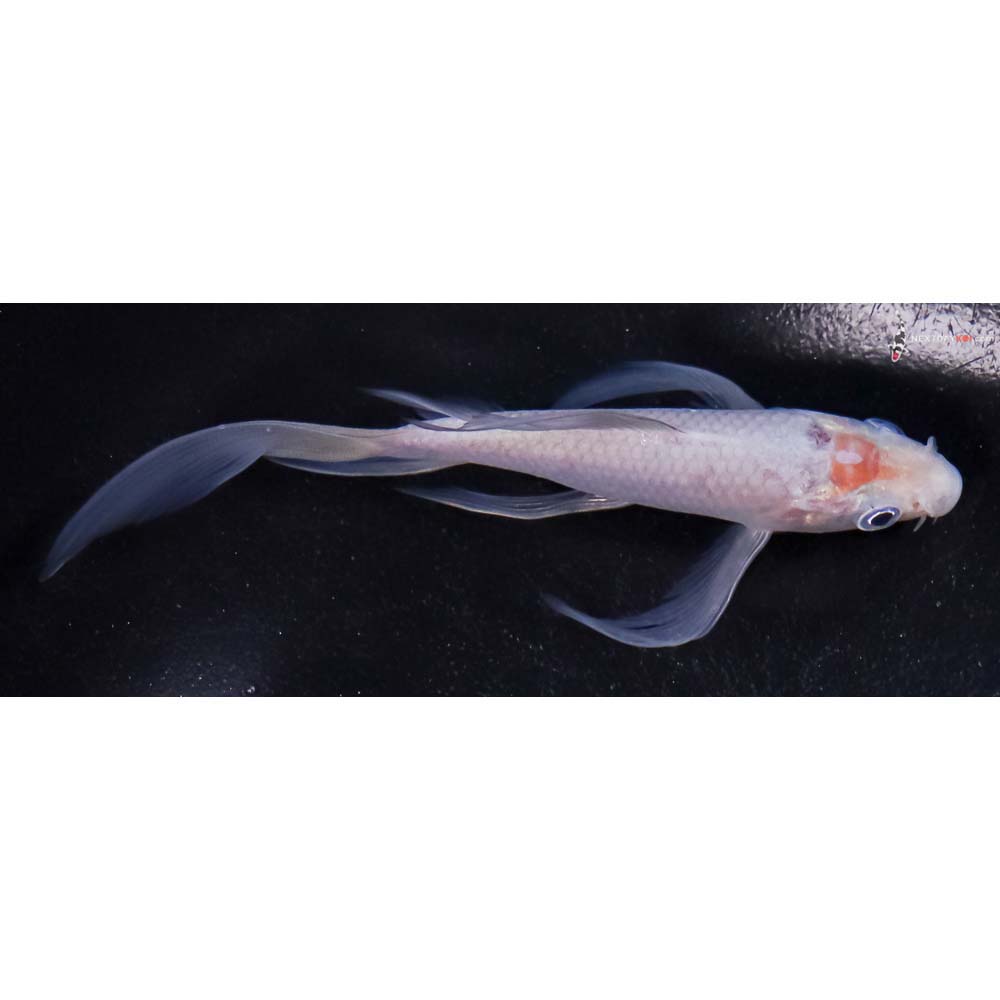 5” Imported Soragoi Butterfly Koi