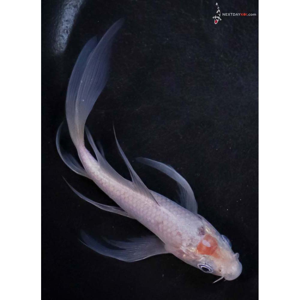 5” Imported Soragoi Butterfly Koi