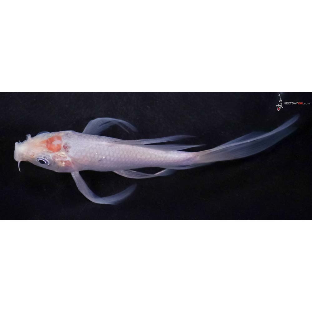 5” Imported Soragoi Butterfly Koi