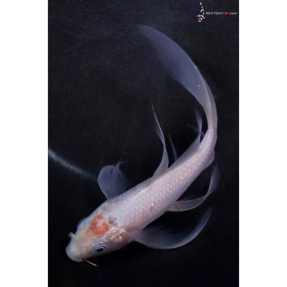 5” Imported Soragoi Butterfly Koi
