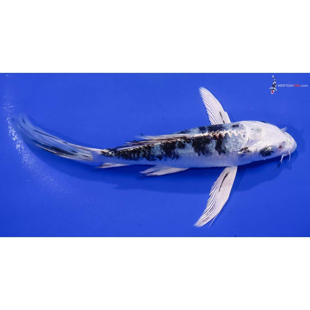6.5” Imported Gin Shiro Bekko Butterfly Koi