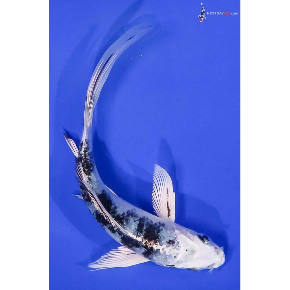 6.5” Imported Gin Shiro Bekko Butterfly Koi