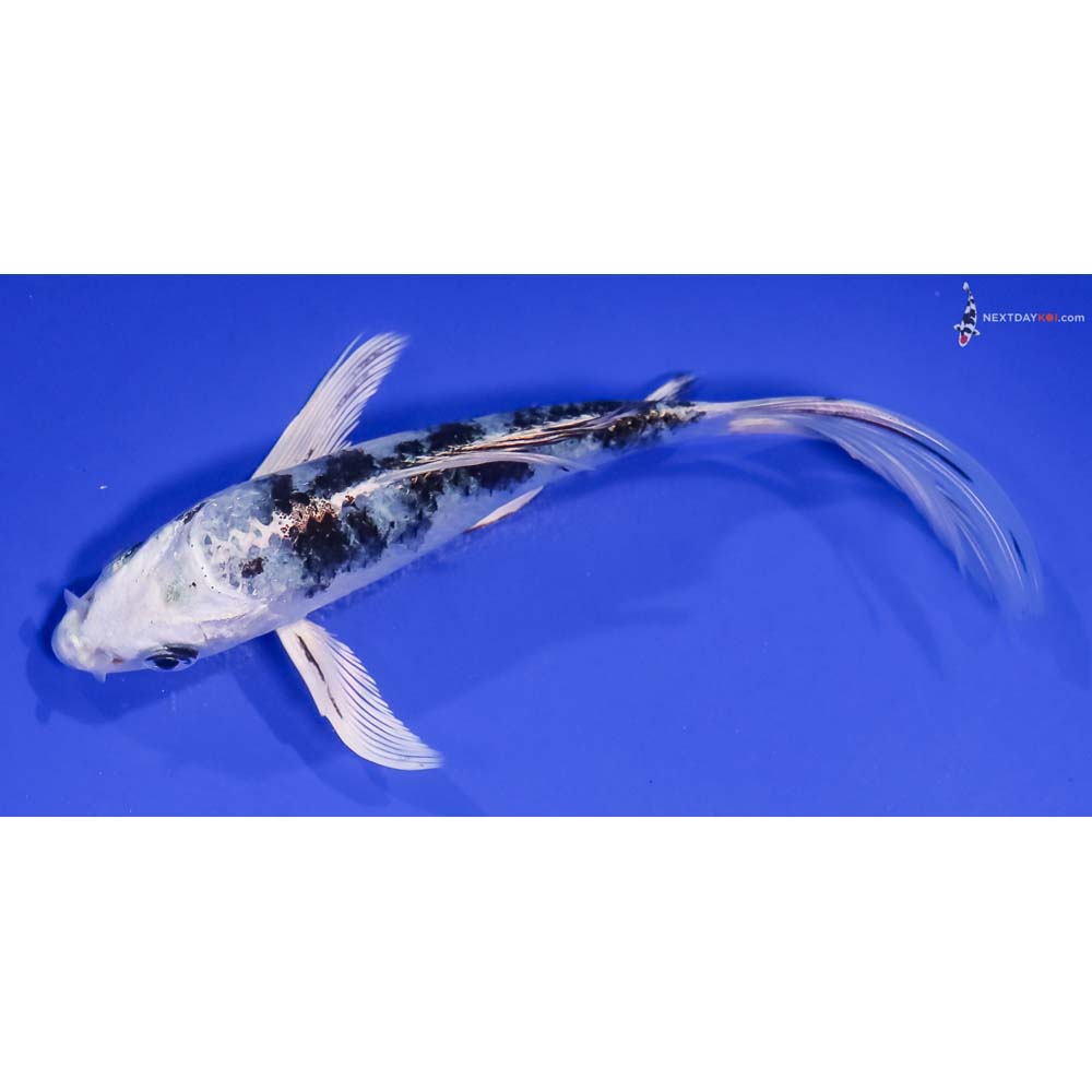 6.5” Imported Gin Shiro Bekko Butterfly Koi