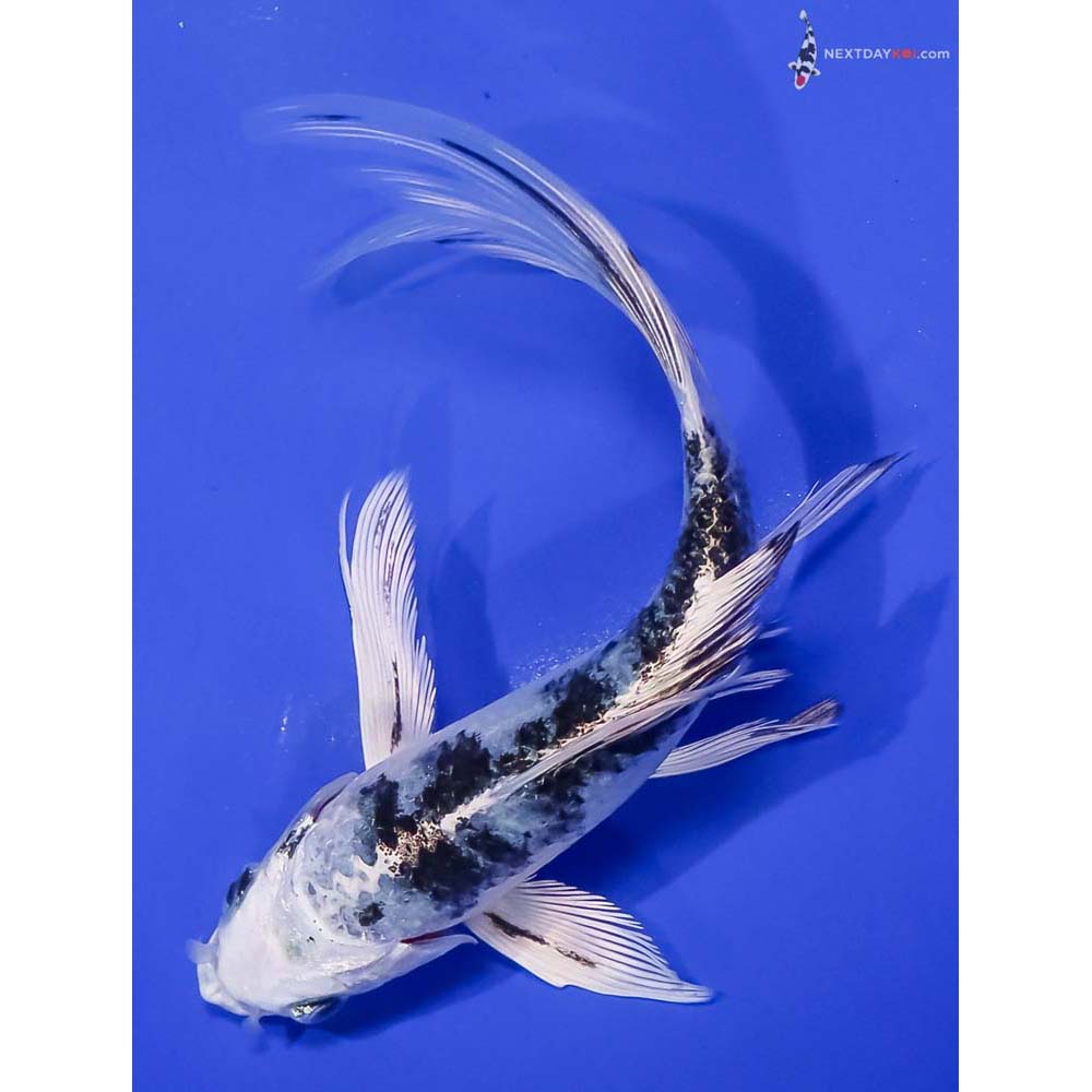 6.5” Imported Gin Shiro Bekko Butterfly Koi