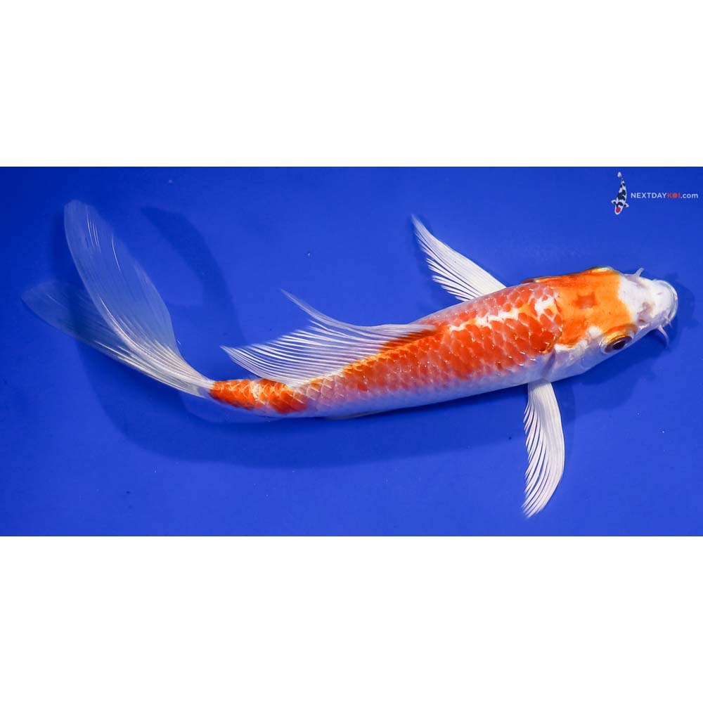 6.5” Imported Hariwake Butterfly Koi