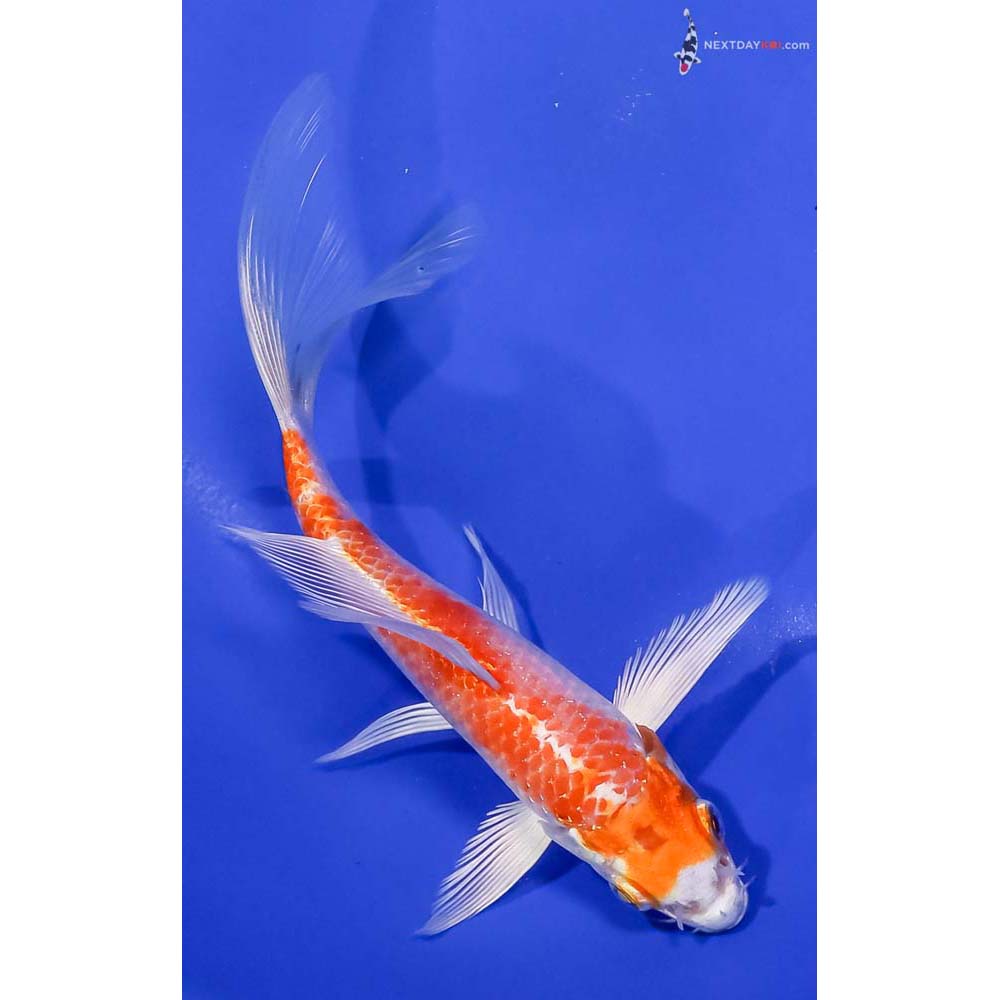 6.5” Imported Hariwake Butterfly Koi