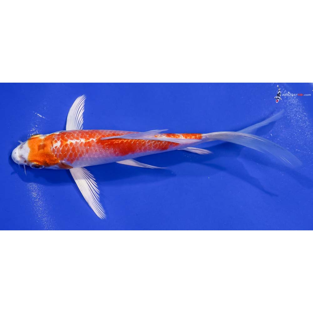 6.5” Imported Hariwake Butterfly Koi