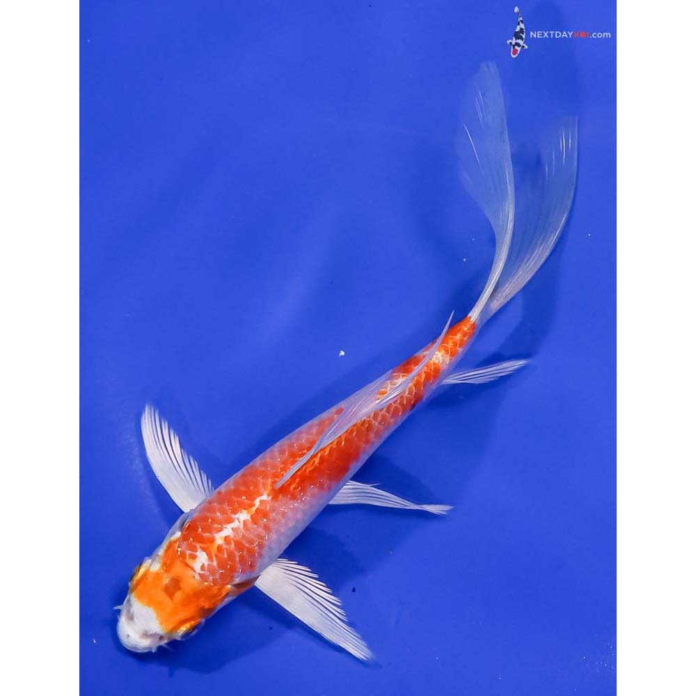 6.5” Imported Hariwake Butterfly Koi