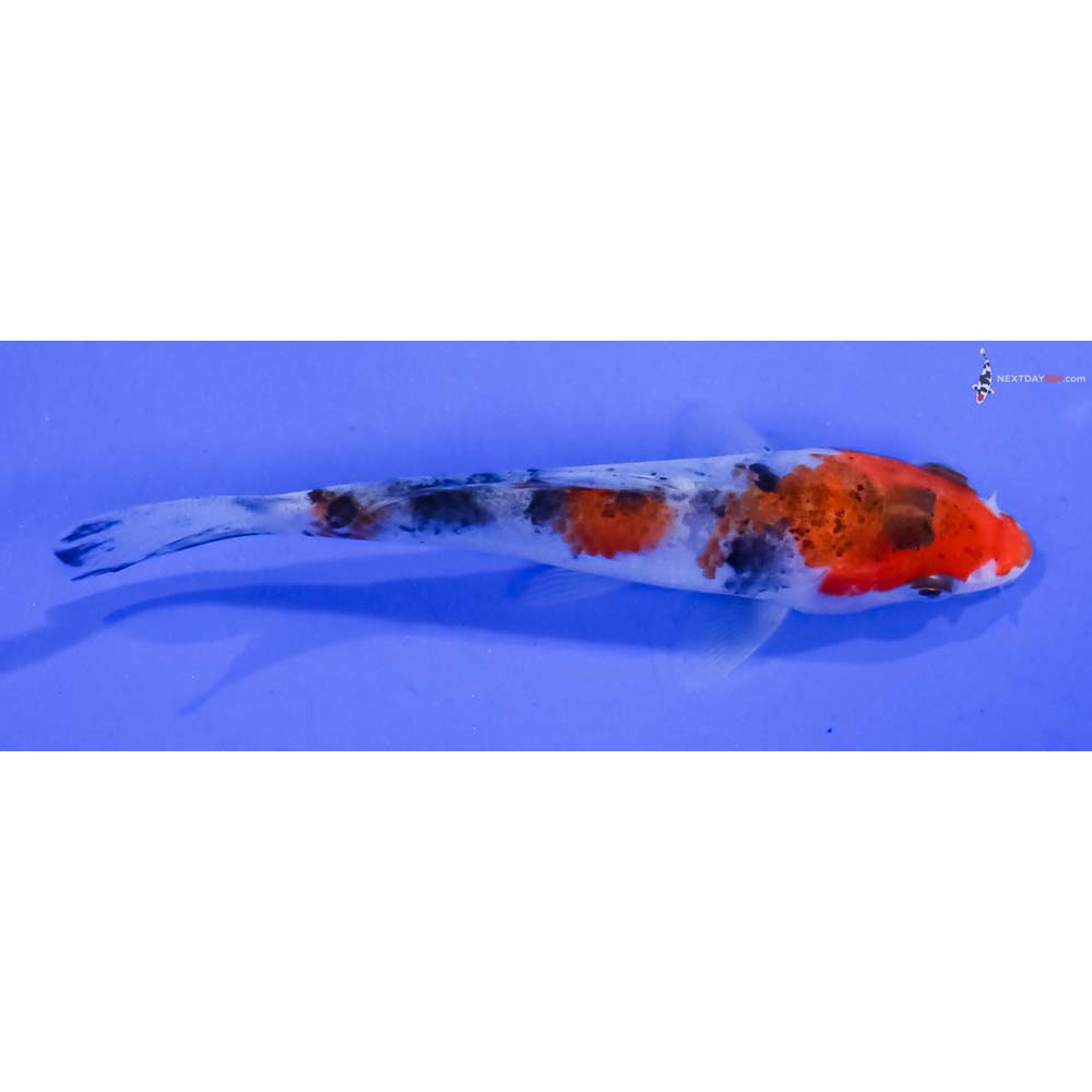 3” Imported Sanke