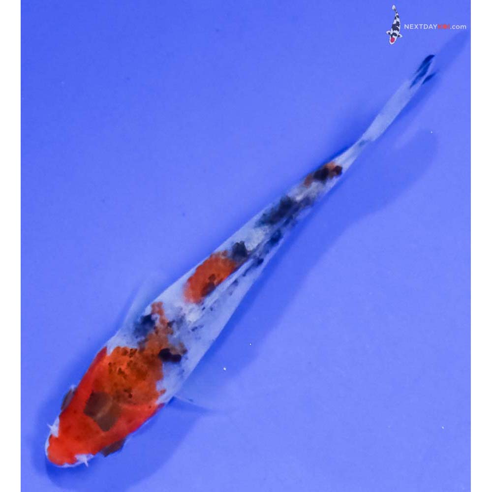 3” Imported Sanke