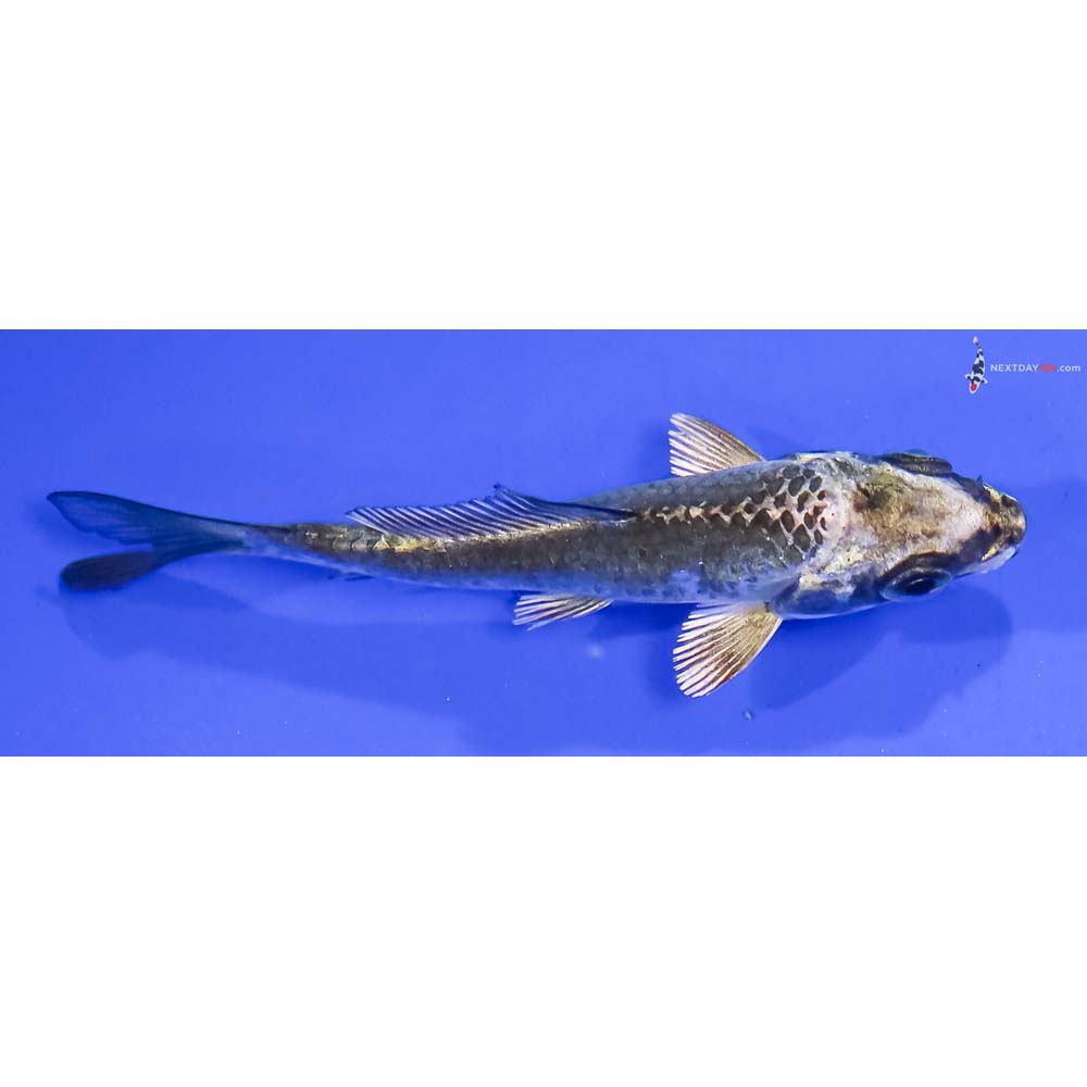 3” Imported Kujaku