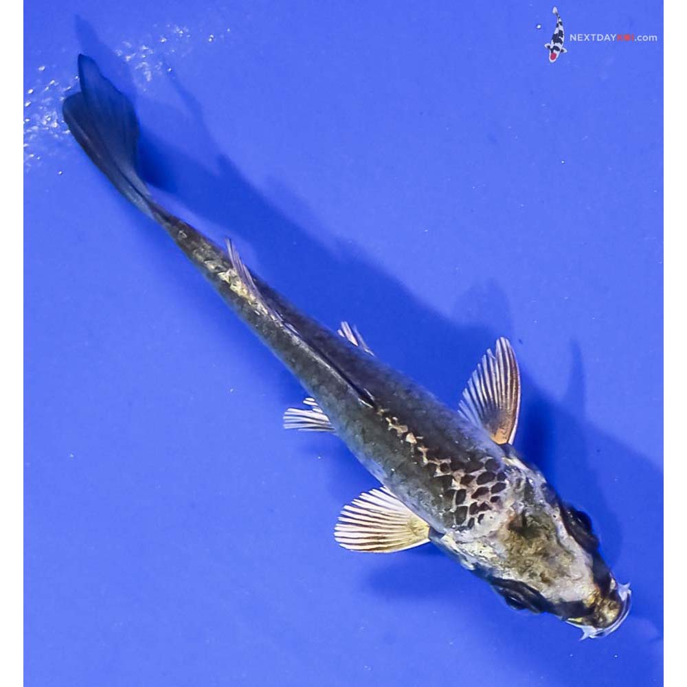 3” Imported Kujaku