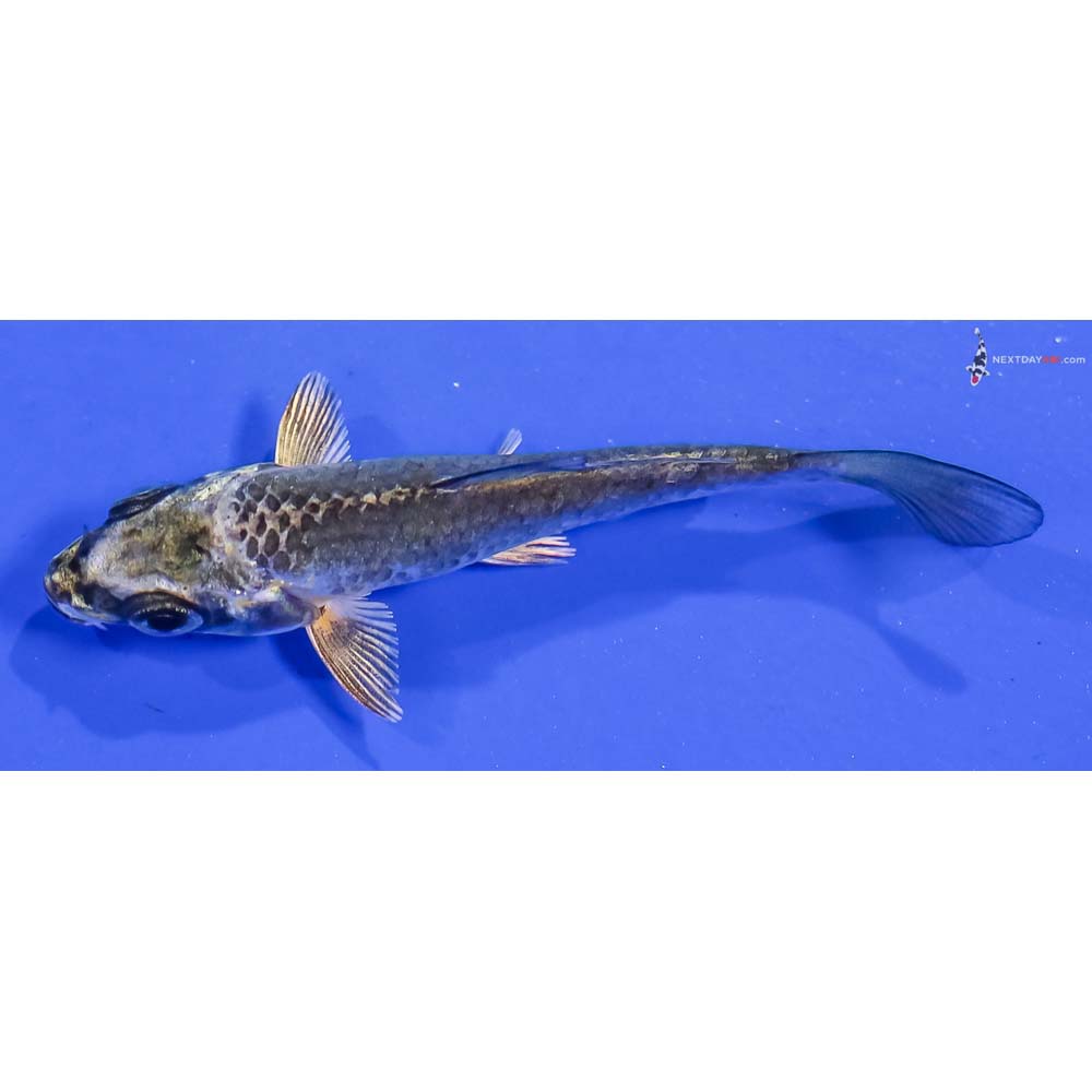 3” Imported Kujaku