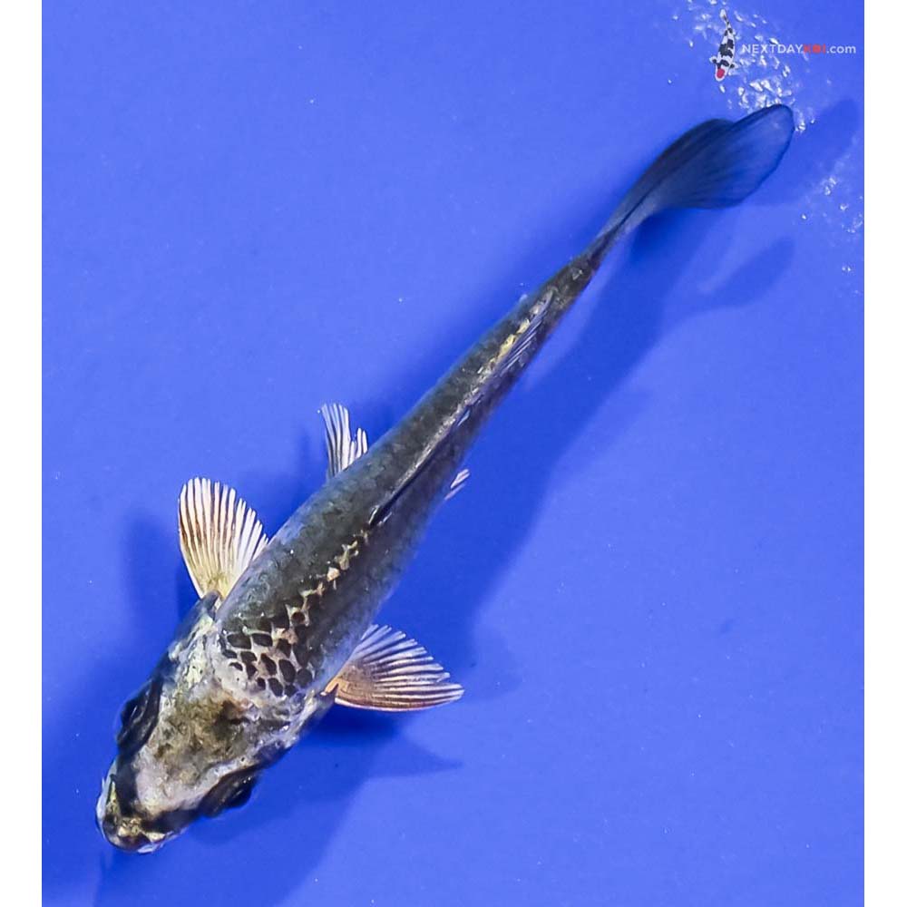 3” Imported Kujaku