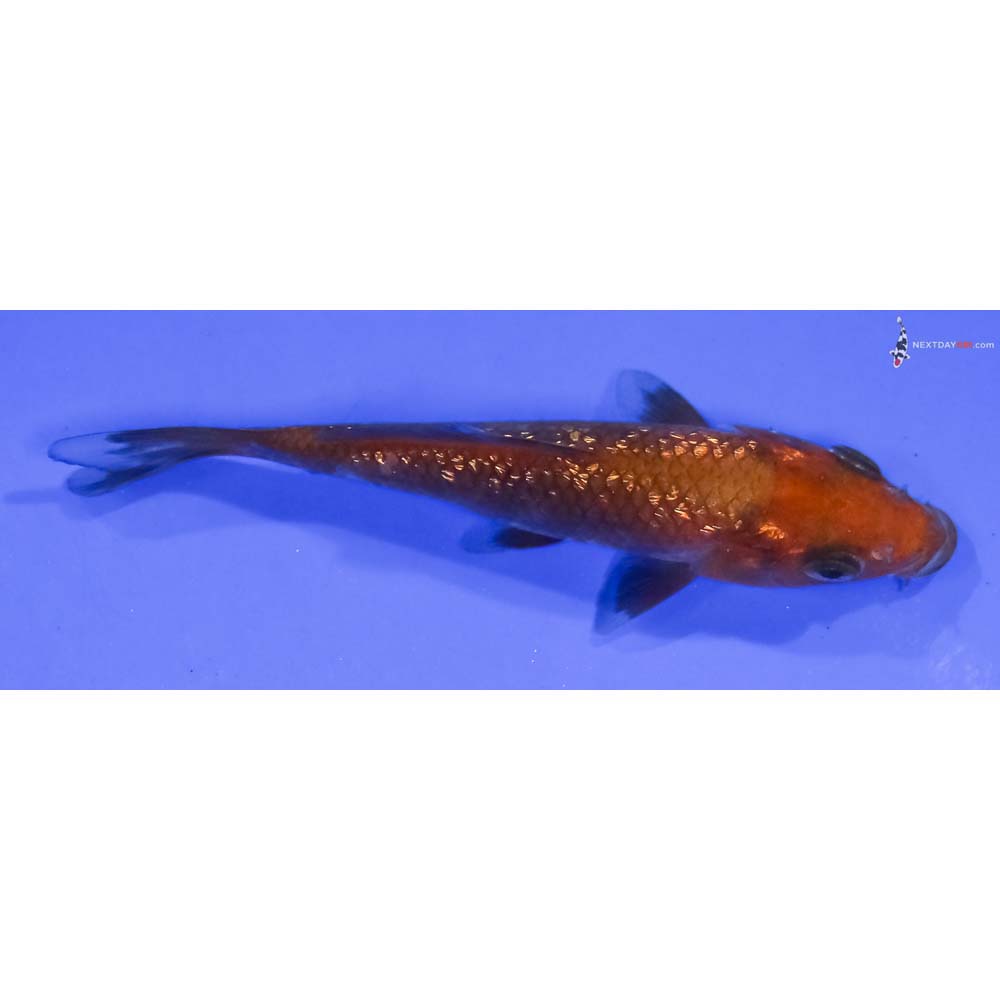 3.5” Imported Gin Rin Chagoi