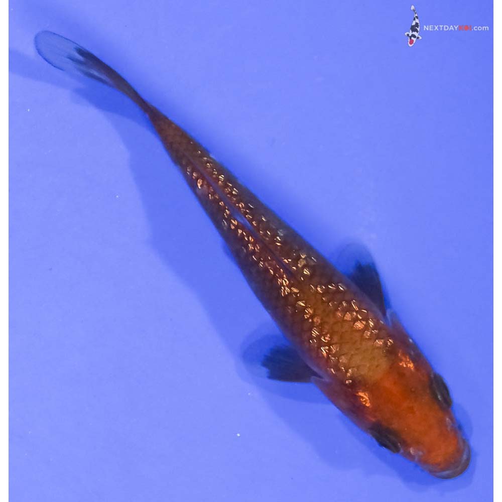 3.5” Imported Gin Rin Chagoi