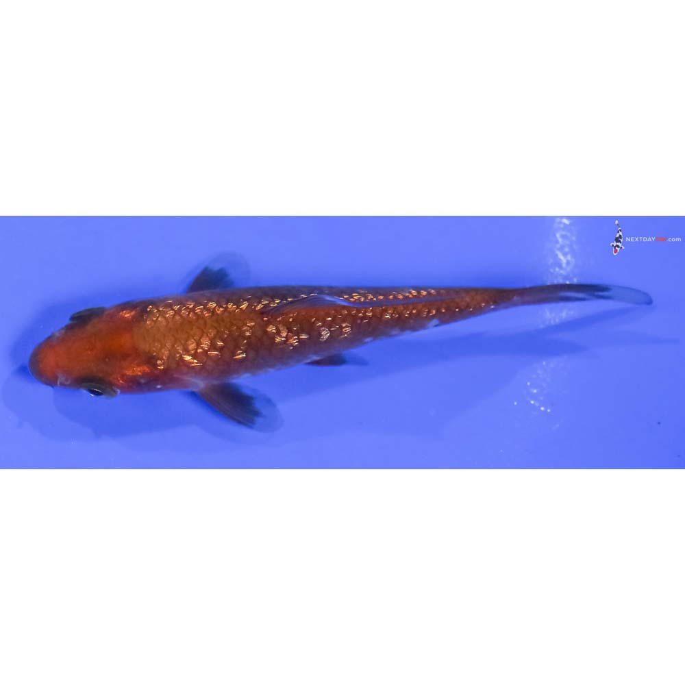 3.5” Imported Gin Rin Chagoi
