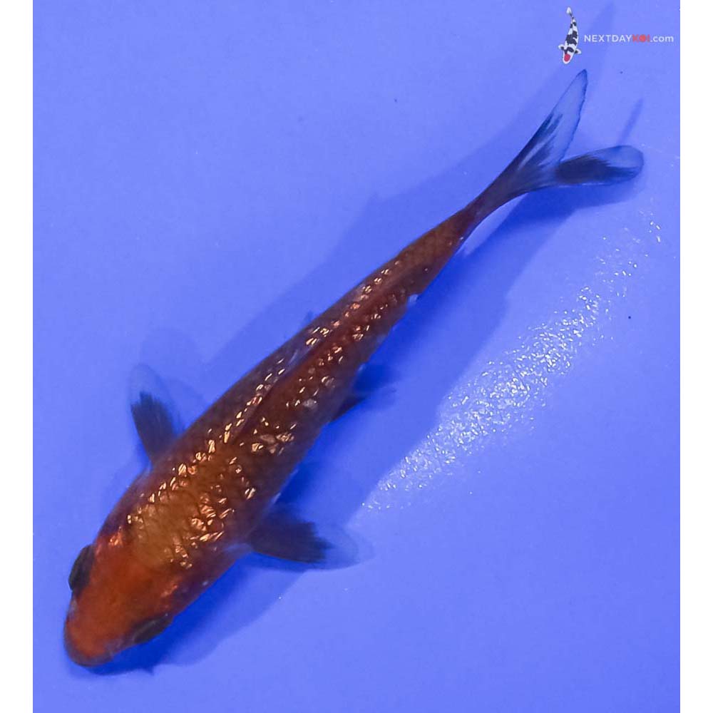 3.5” Imported Gin Rin Chagoi