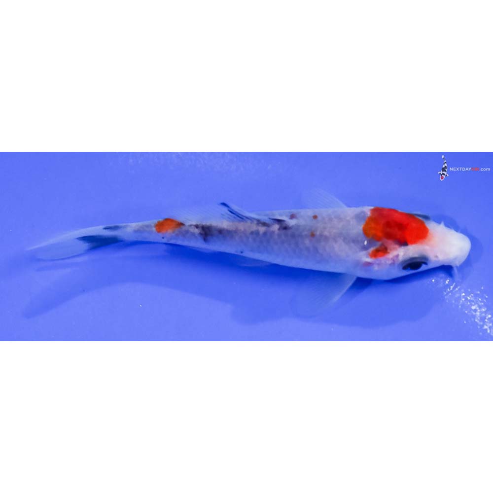 3.5” Imported Sanke