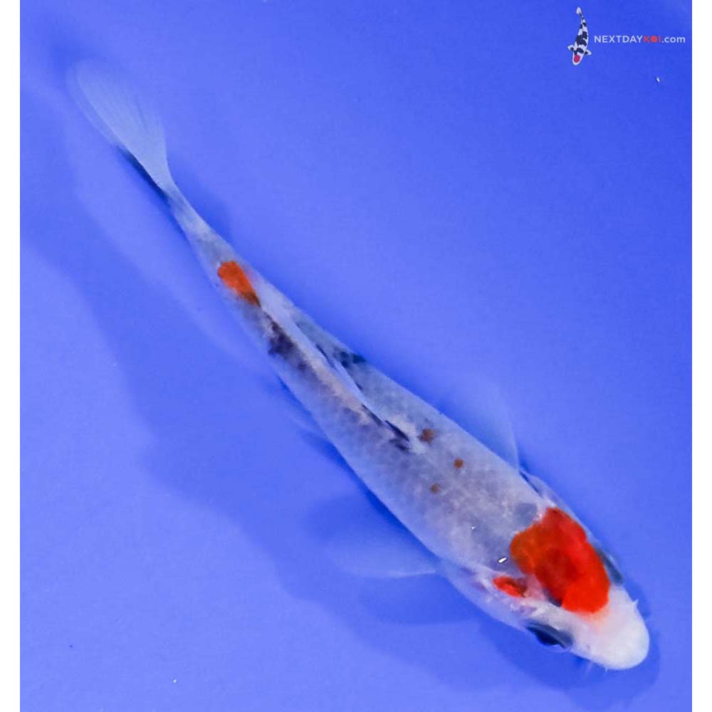 3.5” Imported Sanke