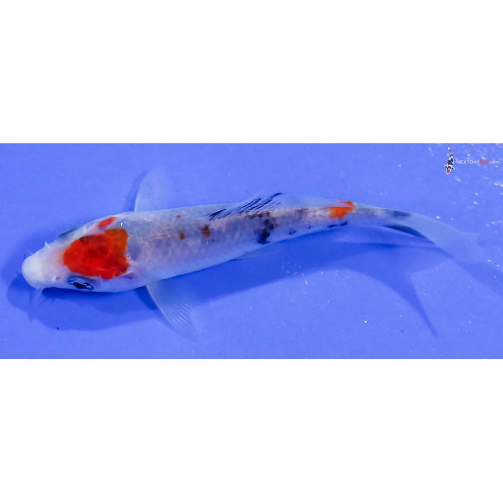 3.5” Imported Sanke