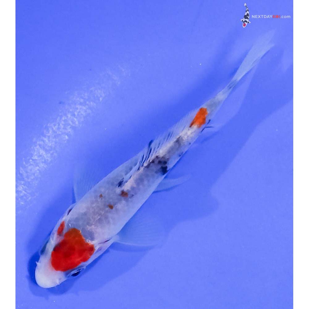 3.5” Imported Sanke