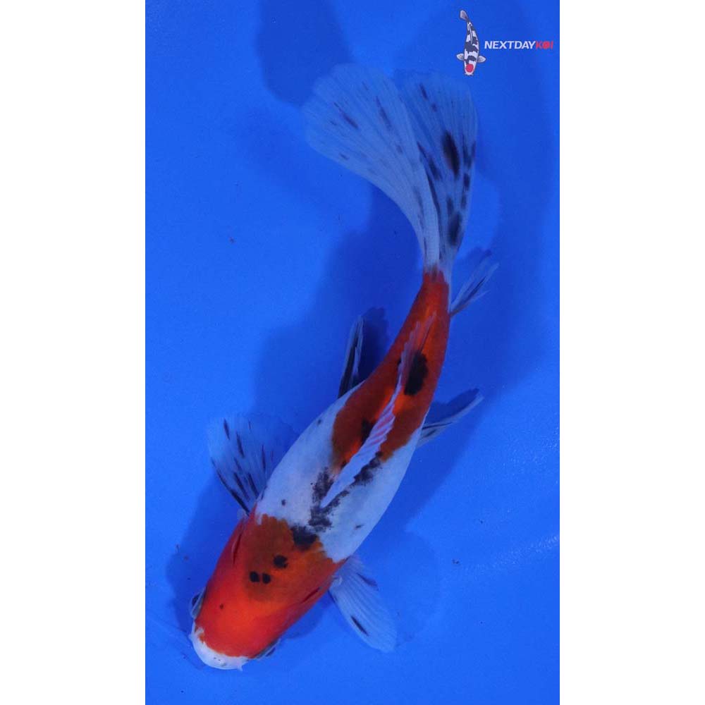 4.5” Imported Bristol Shubunkin