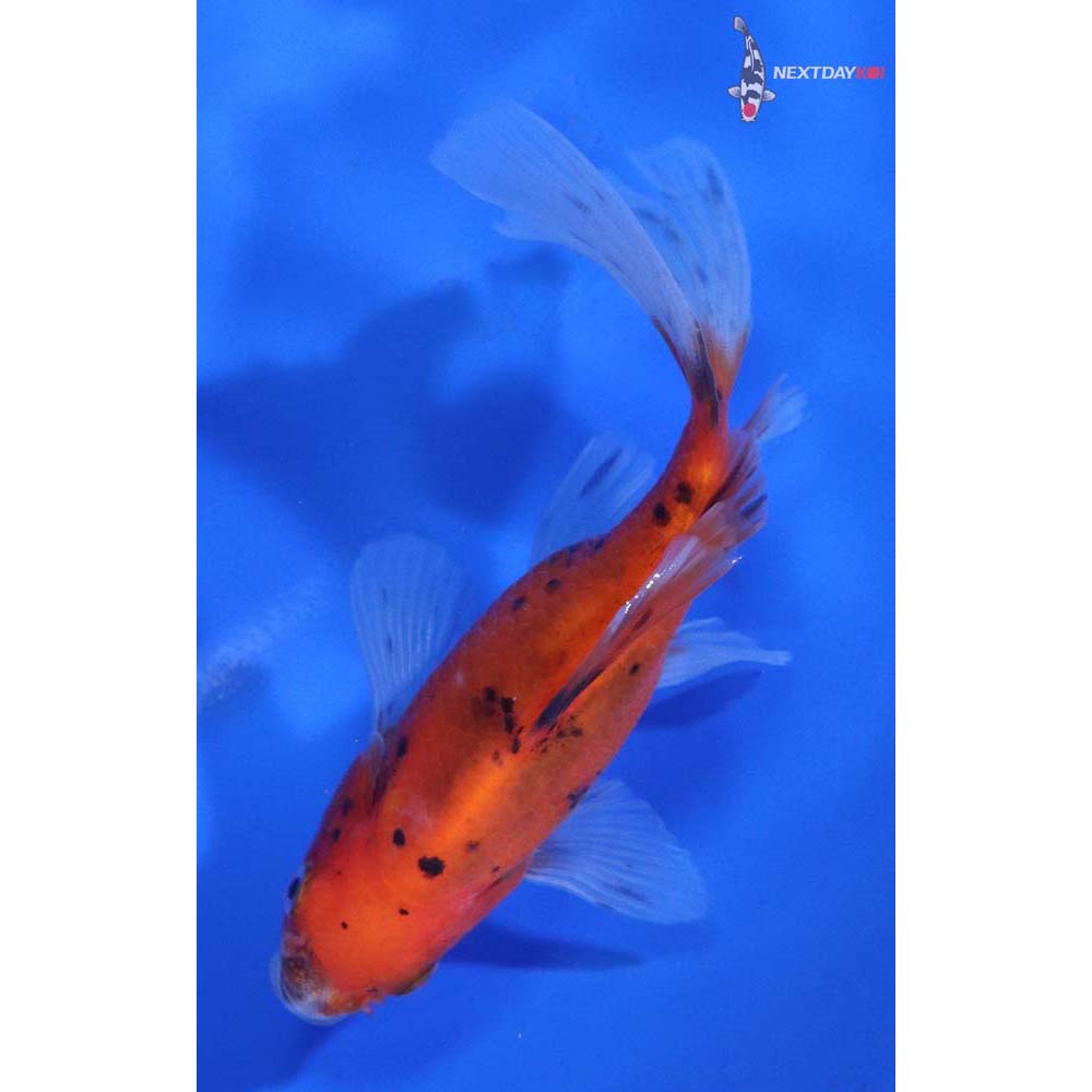 4.5” Imported Bristol Shubunkin