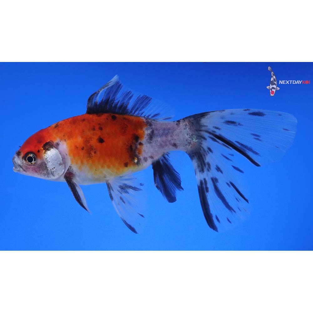 5” Imported Male Bristol Shubunkin