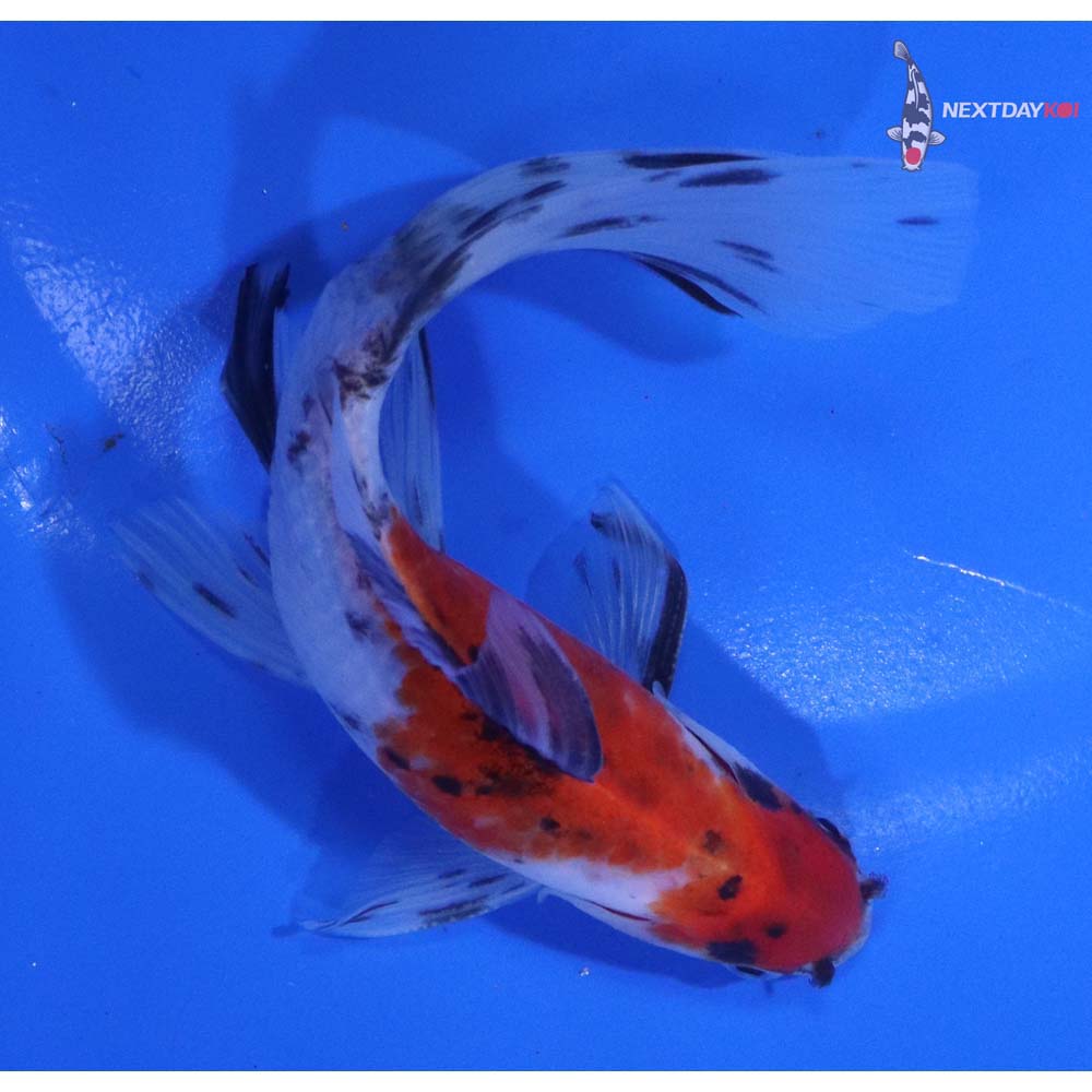 5” Imported Male Bristol Shubunkin