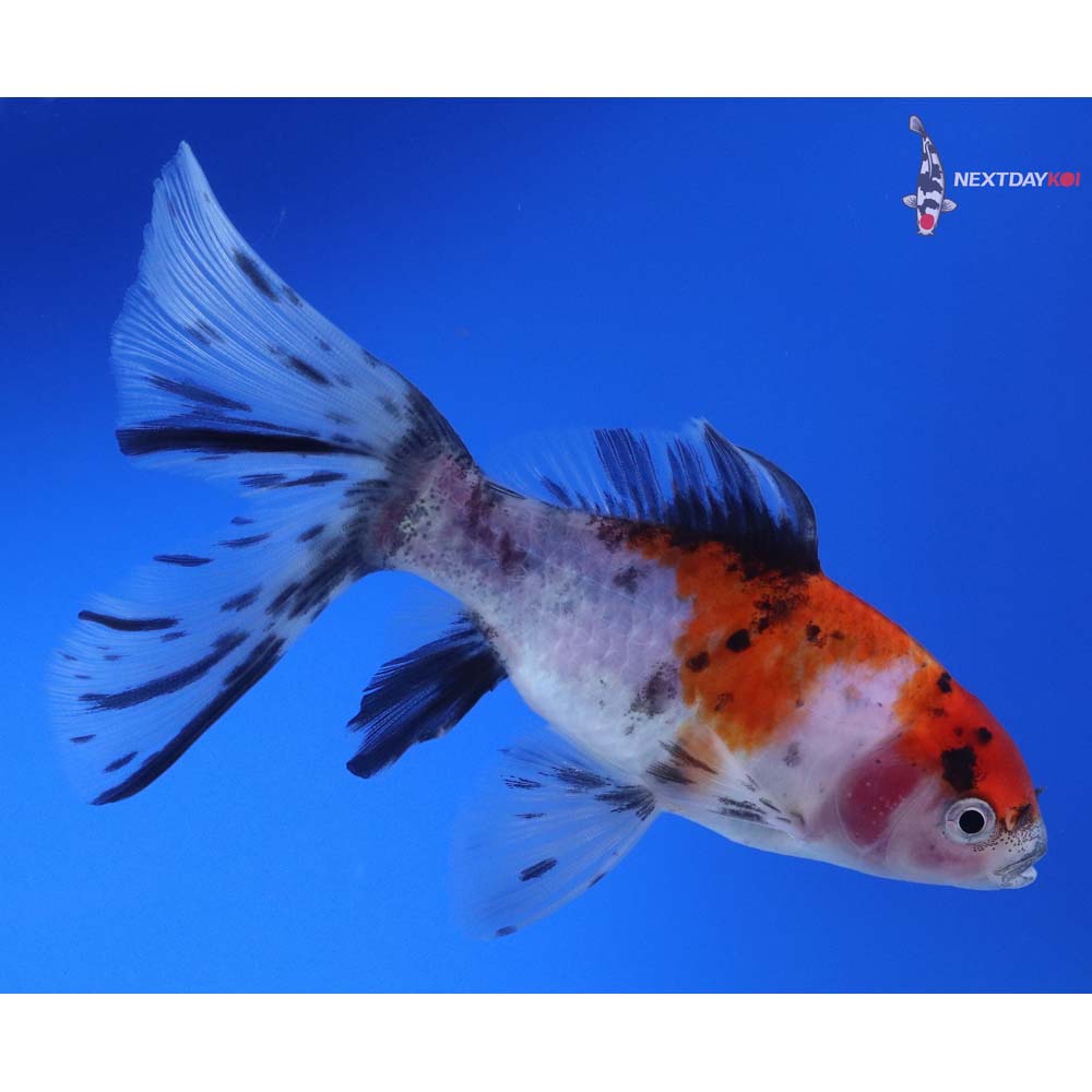 5” Imported Male Bristol Shubunkin