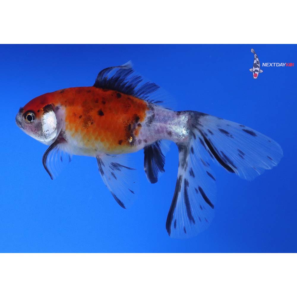5” Imported Male Bristol Shubunkin