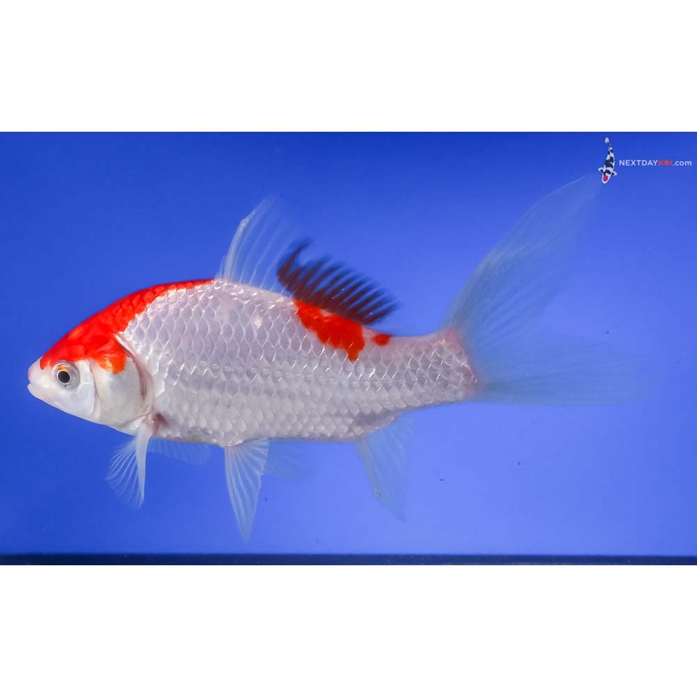 6.5” Imported Sarasa Comet